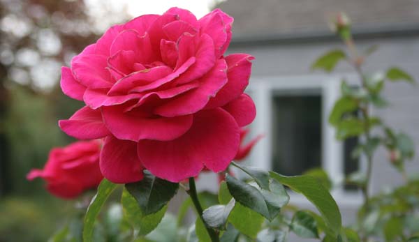 Pink Tea Rose