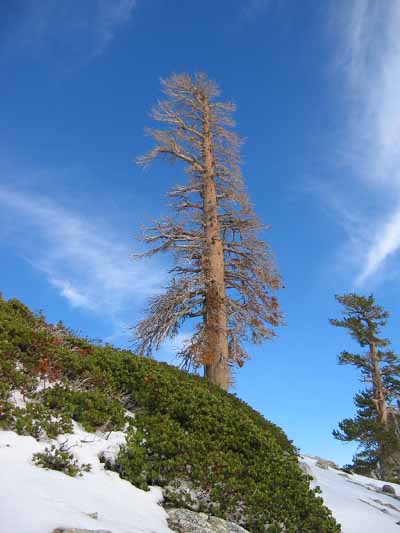 image: Roughly 9600 feet, 30 minutes from summit: Dead tree and other high-elevation flora. The naked-eye appearance of the sky -- at this elevation -- was VERY blue