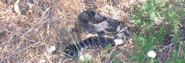 Southern Pacific Rattlesnake