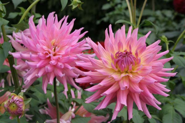Dahlia flowers range from 2-3 inches across for single flowered forms and up to twice that for the double-flowered forms. Bloom color range includes just about every color except blue.