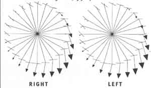 Clock Diagram 1 (300 Watts; 99 RPM) The size and direction of the arrows show the magnitude and di­rection of each foot's force on force-measuring pedals at each po­sition in the pedal stroke. Notice that this rider works against herself less on the backstroke and begins the downstroke earlier (higher in the stroke) than the rider in Diagram 2.