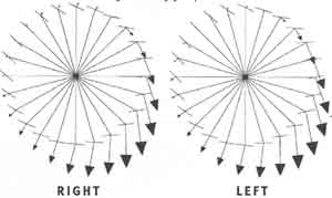 Clock Diagram 2 (250 Watts; 97 RPM) The size and direction of the arrows in this diagram note a less-efficient pedaling style than that shown in Diagram 1. This cyclist is pushing down with the back foot longer than the other cyclist, and she begins pushing down with the forward foot later.