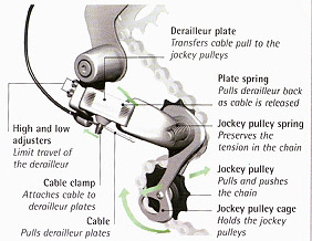 Derailleur plate: Transfers cable pull to the jockey pulleys 
Plate spring: Pulls derailleur back as cable is released 
Jockey pulley spring: Preserves the tension in the chain 
Jockey pulley: Pulls and pushes the chain 
Jockey pulley cage: Holds the jockey pulleys 
High and low adjusters: Limit travel of the derailleur 
cable clamp: attaches cable to derailleur plates 
cable: pulls derailleur plates