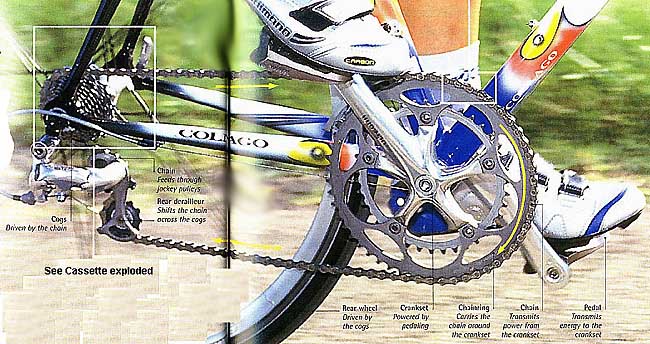 Cog : driven by the chain; Chain: feeds through jockey pulleys; Rear derailleur: shifts the chain across the cogs; Rear wheel: driven by the cogs; Crankset: powered by pedaling; Chainring: carries the chain around the crankset; Pedal: transmits energy to the crankset.