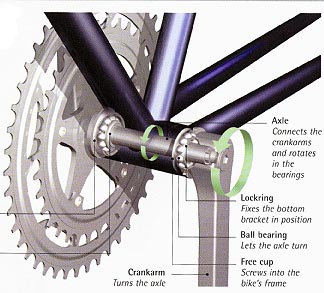 The axle of an open-bearing bottom bracket rotates on ball bearings set in a cage that butts up against a raised bearing surface. The cups hold the axle/bearing assembly in place. The fixed cup screws all the way into the frame. The free cup screws in until the axle is held without play, but still rotates freely. A lockring holds the free cup in place.