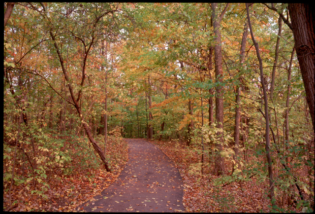 Fall scene at Swan Creek Metro Park and Preserve