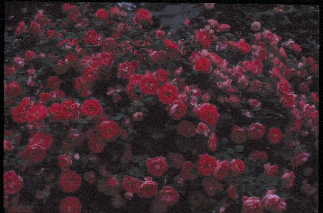 raw under-exposed  image of rose ush