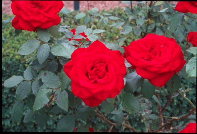 Close-up of red roses without color correction