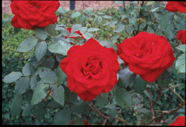 Close-up of red roses with color correction