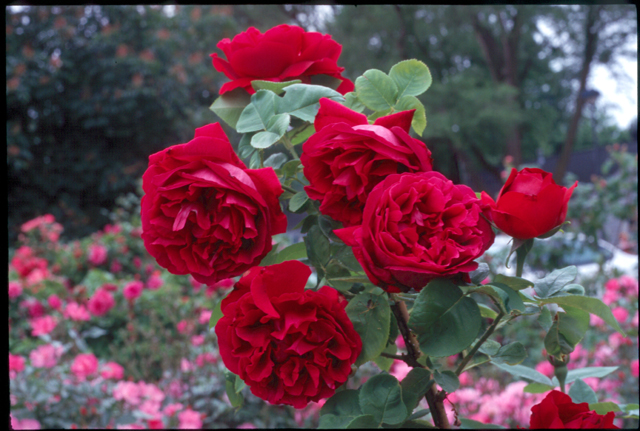 red roses at Toledo Botanical Gardens