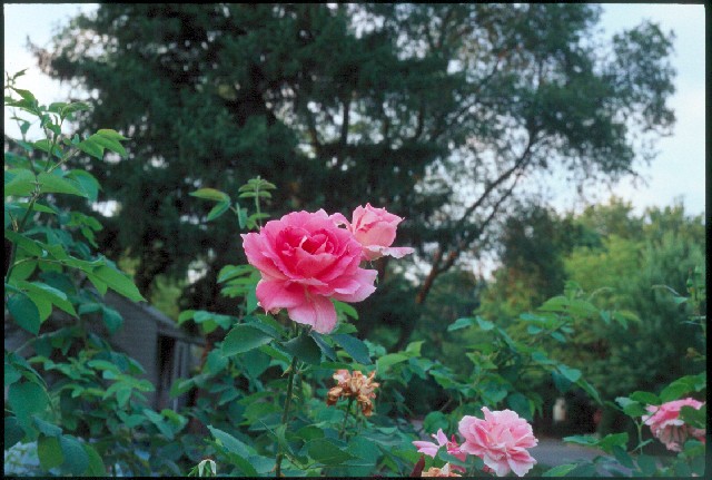 Hybrid Tea Rose at Toledo Botanical Gardens