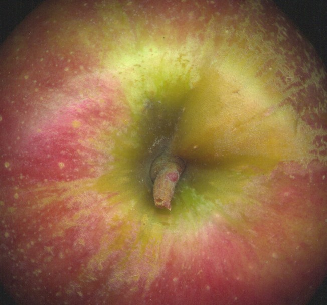 small apple not more than 1.5 inches