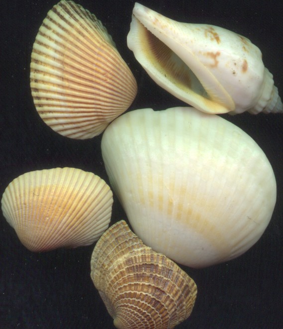 scanned seashells -- one to two inches long